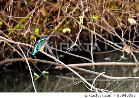 Kingfisher shining blue bird Kingfisher shining blue bird 85940056