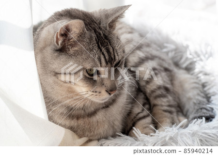 The staring cat, the Sabatra cat The staring cat, the Sabatra cat 85940214