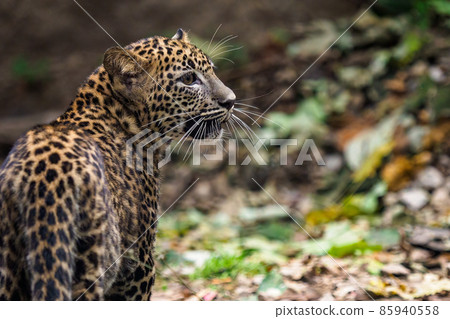Sri Lankan leopard cub, Panthera pardus kotiya Sri Lankan leopard cub, Panthera pardus kotiya 85940558