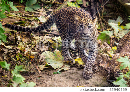 Sri Lankan leopard cub, Panthera pardus kotiya Sri Lankan leopard cub, Panthera pardus kotiya 85940569
