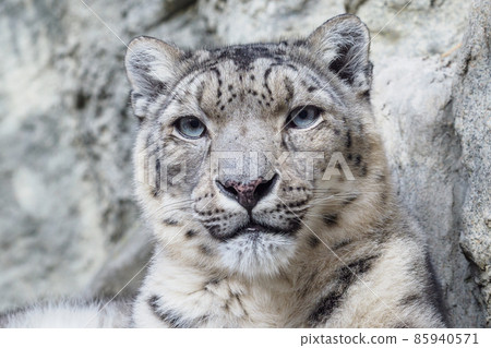 Portrait of a snow leopard close up on a stone background Portrait of a snow leopard close up on a stone background 85940571
