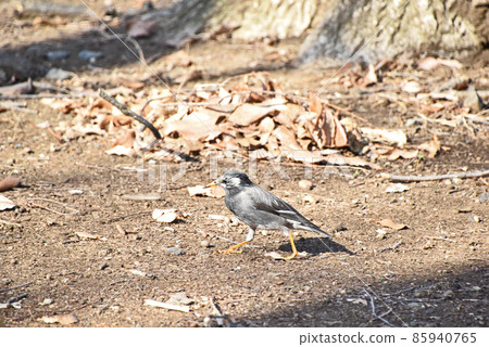 The starling star (Rubber) 85940765