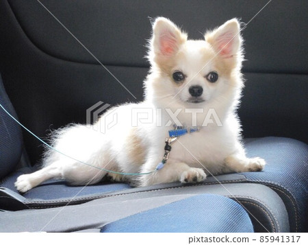 Chihuahua and car 85941317