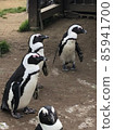 Penguin 85941700