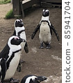 Penguin 85941704