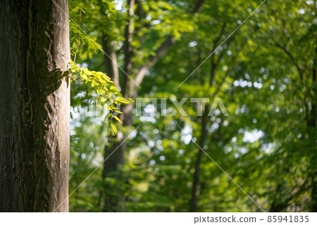 Young sprout of tree coming of the tree trunk and stem whit cute leaves and new branch leaves in fresh spring summer season growing. 85941835