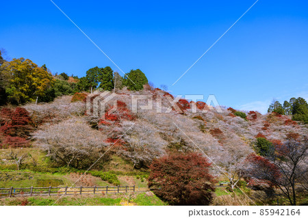 四季櫻花和紅葉愛知 四季櫻花和紅葉愛知 85942164
