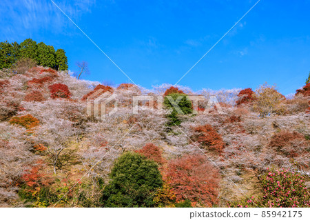 Four seasons cherry blossoms and colored leaves Aichi 85942175