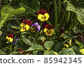 The heads of pansies with burgundy-yellow petals peek out from under large green leaves with white spots. 85942345