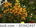 Bouquet of large orange lilies, tied with a rope to the fence on a flower bed in the garden 85942497