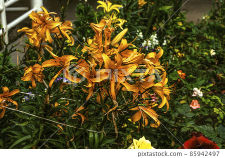 Bouquet of large orange lilies, tied with a rope to the fence on a flower bed in the garden Bouquet of large orange lilies, tied with a rope to the fence on a flower bed in the garden 85942497