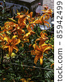 Large orange lilies, next to a water source on a flower bed in the garden among other plants 85942499