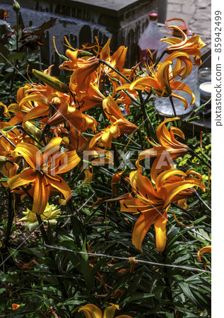 Large orange lilies, next to a water source on a flower bed in the garden among other plants Large orange lilies, next to a water source on a flower bed in the garden among other plants 85942499