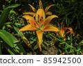 The flower head of a yellow lily with an orange tinge on a long stem and small spiky leaves sank to the ground 85942500