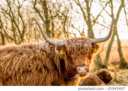 Den Helder, the Netherlands. January 2022. A grazing herd of highlanders at sunset in Mariendal, Den Helder. 85943407