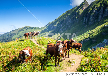 Cows in a mountain field. The Grand-Bornand, France 85944281