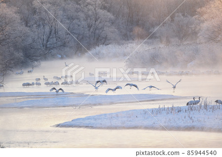 Tancho (Hokkaido · Tsurui) flying from the roost surrounded by ice Tancho (Hokkaido · Tsurui) flying from the roost surrounded by ice 85944540