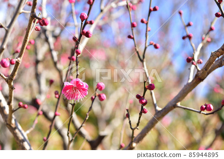 Red plum blossoming plum blossoms, one plum blossom, Lichun, Lichun image, Japanese-style image landscape 85944895