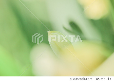 Bud of Narcissus Bud of Narcissus 85944913
