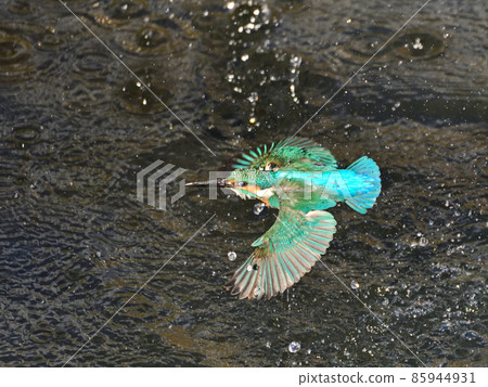 Kingfisher on the riverside. Kingfisher on the riverside. 85944931