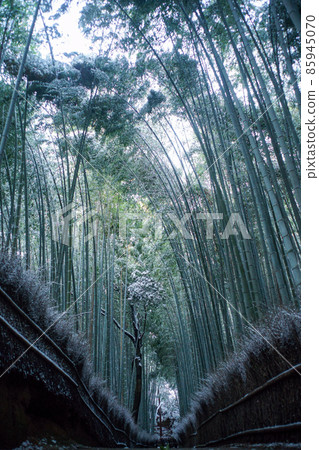 Small diameter of bamboo grove in Sagano and Arashiyama where snow accumulates Small diameter of bamboo grove in Sagano and Arashiyama where snow accumulates 85945070