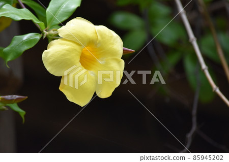 A pretty single yellow flower that blooms in Mumbai 85945202