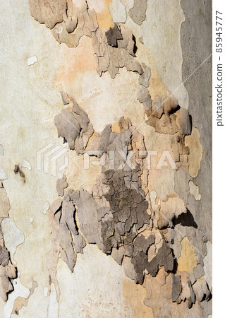 London plane 85945777