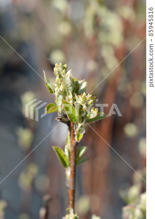 Alder-leaved serviceberry Obelisk 85945816