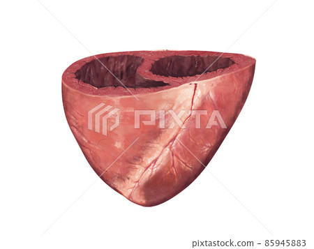 Human heart, cross section, Left and Right Ventricle, Heart ventricles, 3d render 85945883