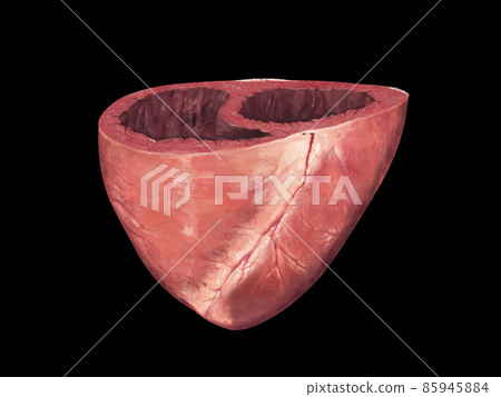 Human heart, cross section, Left and Right Ventricle, Heart ventricles, 3d render, 85945884