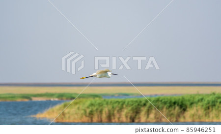 The flight of the little egret or Small White Heron. The flight of the little egret or Small White Heron. 85946251