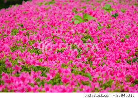 Azalea, one of the most popular plants among Japanese people Azalea, one of the most popular plants among Japanese people 85946315