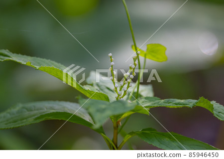 Chloranthus serrata named after the song "Futari Shizuka" where Shizuka Gozen and ghosts dance 85946450