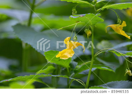 A yellow flower that looks like a sailboat is hung. A yellow flower that looks like a sailboat is hung. 85946535
