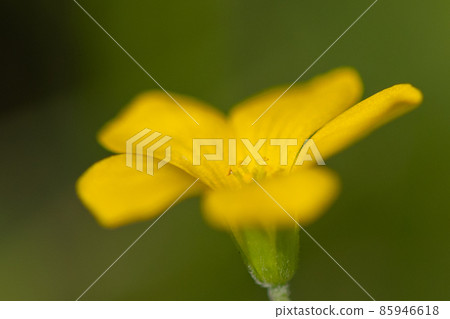 Oxalis mistaken for a lucky four-leaf clover Oxalis mistaken for a lucky four-leaf clover 85946618
