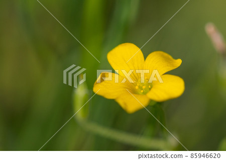Oxalis mistaken for a lucky four-leaf clover Oxalis mistaken for a lucky four-leaf clover 85946620