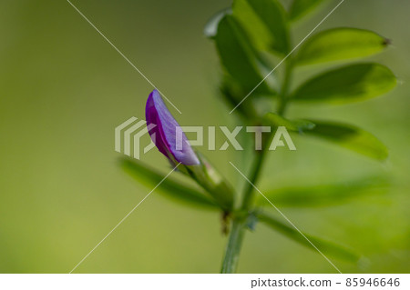 正式名稱是Vetch，烏鴉沒有豌豆。 85946646