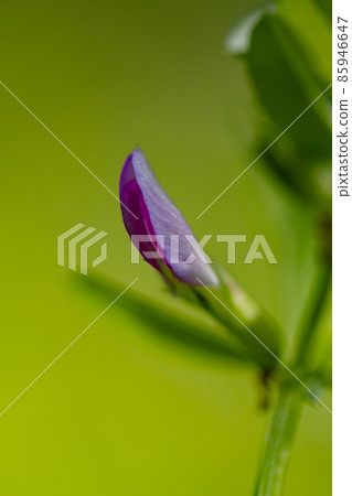 The official name is the Vetch, a crow no pea. The official name is the Vetch, a crow no pea. 85946647