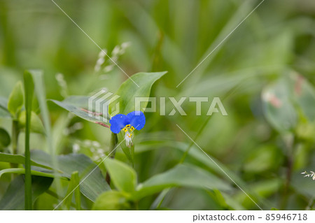 A flower like morning dew that opens in the morning and closes in the daytime 85946718
