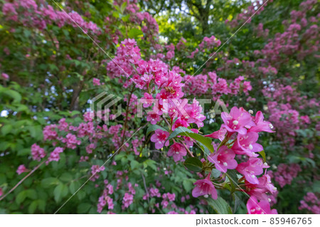 Weigela hortensis 之所以叫它,是因為它在水稻種植季節開花 Weigela hortensis 之所以叫它,是因為它在水稻種植季節開花 85946765