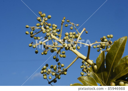 Eight-handed young fruit Eight-handed young fruit 85946988