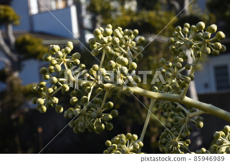 Eight-handed young fruit Eight-handed young fruit 85946989