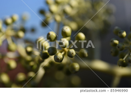 Eight-handed young fruit Eight-handed young fruit 85946990