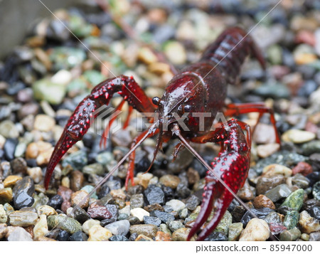 American crayfish American crayfish 85947000