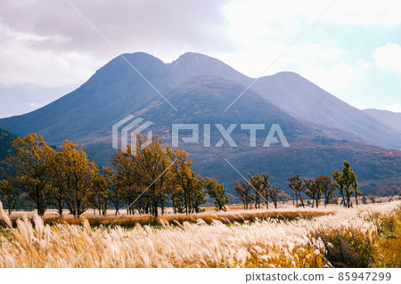 Japanese pampas grass and Mt. Yufu 06 85947299