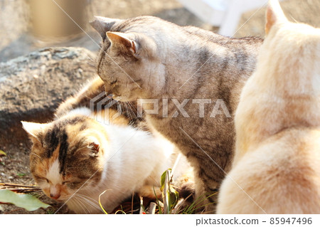 三隻流浪貓在初冬的早晨在陽光下取暖 三隻流浪貓在初冬的早晨在陽光下取暖 85947496