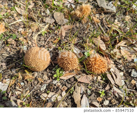 Maple tree berries Maple tree berries 85947510