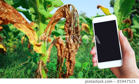 Blank touchscreen mobile phone holding in hand with burnt tobacco leaf, concept for using smart devices to research preventing plant diseases. 85947525