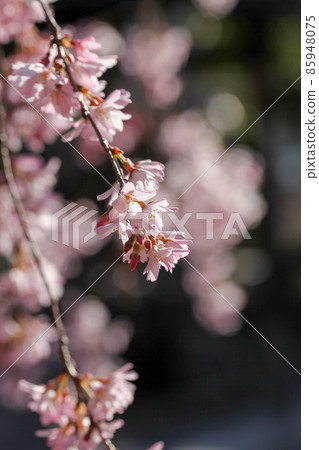 Red branch cherry-blossoms Red branch cherry-blossoms 85948075