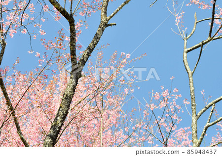 wild himalayan cherry or prunus cerasoides, sakura or pink flower 85948437